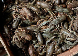 Двоих астраханцев ожидает суд из-за 540 килограммов живых раков