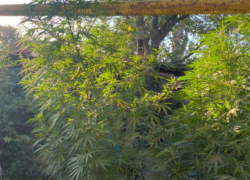 60-летний астраханец решил стать наркобароном и попался полиции с коноплёй