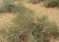 В Астраханской области собирают семена чудо-растения