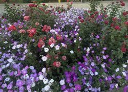 Прогноз погоды, именины, праздники в Астрахани в понедельник 24 июля