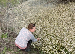 Около 300 тысяч рыб заморили в Астраханской области