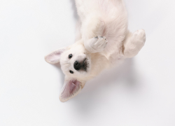 Названы улицы, на которых в Астрахани в августе будут отлавливать собак