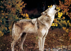 Волк – животное созданное Дьяволом: или почему хищник стал врагом человека