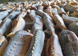 В Астрахани сотрудники ФСБ изъяли более тонны осетровых у двух местных жителей