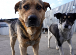 Жители шестого микрорайона Астрахани пожаловались на обилие бездомных собак