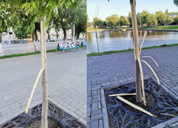 В Астрахани нашли вандалов, испортивших деревья на Лебедином озере