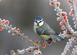 Во вторник в Астрахани малооблачно, без осадков: прогноз на 17 января