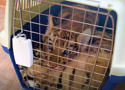 Спасенных детенышей редких животных отправили в астраханский зоопарк