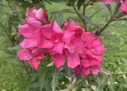 Прогноз погоды, именины, праздники в Астрахани в пятницу 7 июля