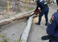 Не выдержало и упало: в Астрахани разобрались с опасным деревом