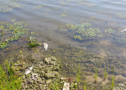 Под Астраханью обнаружили смертельное для рыбы нефтяное пятно 