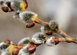 Прогноз погоды, именины, праздники в Астрахани 21 марта