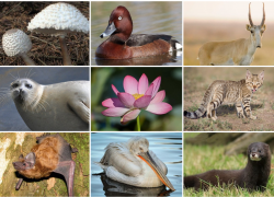 В 2024 году выйдет переиздание Красной книги Астраханской области