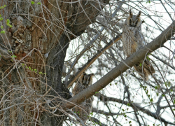 В чем ушастые совы всех обманывали в Астраханской области