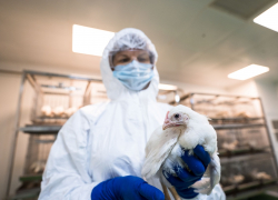 В Астраханской области обнаружен очаг птичьего гриппа