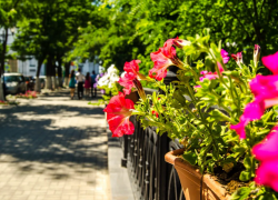 В Астрахани высадят порядка 5 тысяч деревьев и 250 тысяч цветов