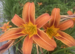 Прогноз погоды, именины, праздники в Астрахани в среду 2 августа