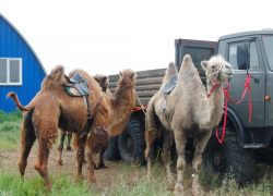 В Астраханской области откроют ферму по переработке верблюжьего молока