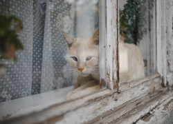В Астрахани обнаружили два очага бешенства