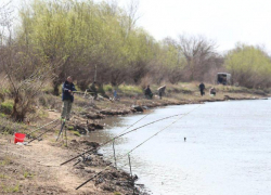 Астраханцам запретили ловить воблу: теперь официально