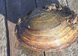 В Астраханской области выловили гигантскую опасную мидию