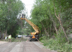 В центре Астрахани спилили деревья