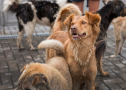 Астраханский депутат предложил усыплять «невостребованных» собак