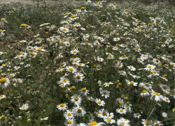 Прогноз погоды, именины, праздники в Астрахани в четверг 27 июля