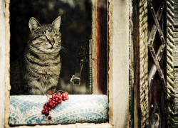 Прогноз погоды, именины, праздники в Астрахани 10 февраля