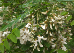 Прогноз погоды, именины, праздники в Астрахани в четверг 4 мая