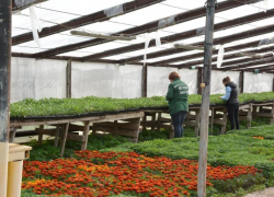 В Астрахани на общественных клумбах высадили около тысячи цветов