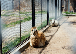Стая бродячих собак в астраханском зоопарке загрызла редких лам и оленей