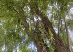 Прогноз погоды, именины, праздники в Астрахани во вторник 25 июля