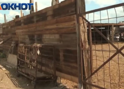 На окраине Астрахани лошади-призраки не дают покоя местным жителям