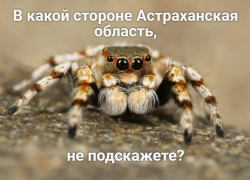На улицах Астраханской области замечены южно-русские тарантулы