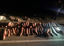 Астраханцу ужесточили приговор за покупку русских осетров