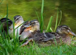 С 11 сентября в Астраханской области будут выдавать разрешения на охоту