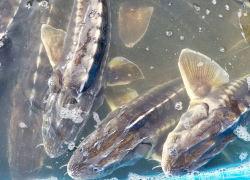 В центре Астрахани в реку выпустили 250 редких рыб