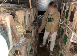 Желая отомстить экс-супруге, астраханец похитил ее кроликов и съел