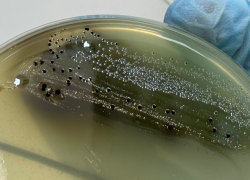 В Астраханской области готовили к продаже кур с очень опасными бактериями