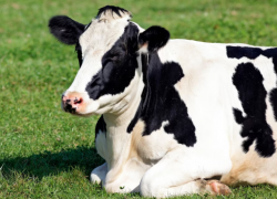 Кладбище под Астраханью заполонили коровы