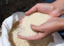 Астраханская область вдвое увеличила посевы риса за восемь лет