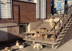 На одной из улиц Астрахани объявлен карантин 
