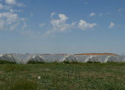 В астраханских кабачках нашли опасные для человека нитраты