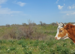В Астраханской области мужчина увел корову из кустов: голову и копыта выбросил