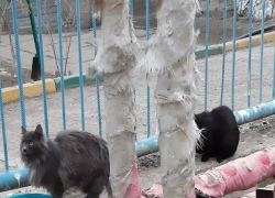 В Астрахани 12 кошек оказались на улице после смерти своей хозяйки