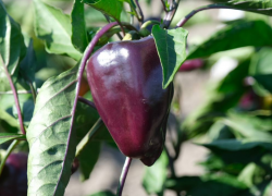 Уникальные овощные культуры выращивают в Астраханской области