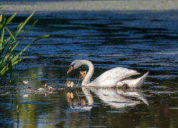 Астрахань вошла в ТОП-10 популярных для речного отдыха городов России