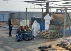 Выяснилось, почему в скандально известном астраханском приюте для животных выявляли нарушения, но никого не наказывали