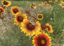 Прогноз погоды, именины, праздники в Астрахани в четверг 6 июля
